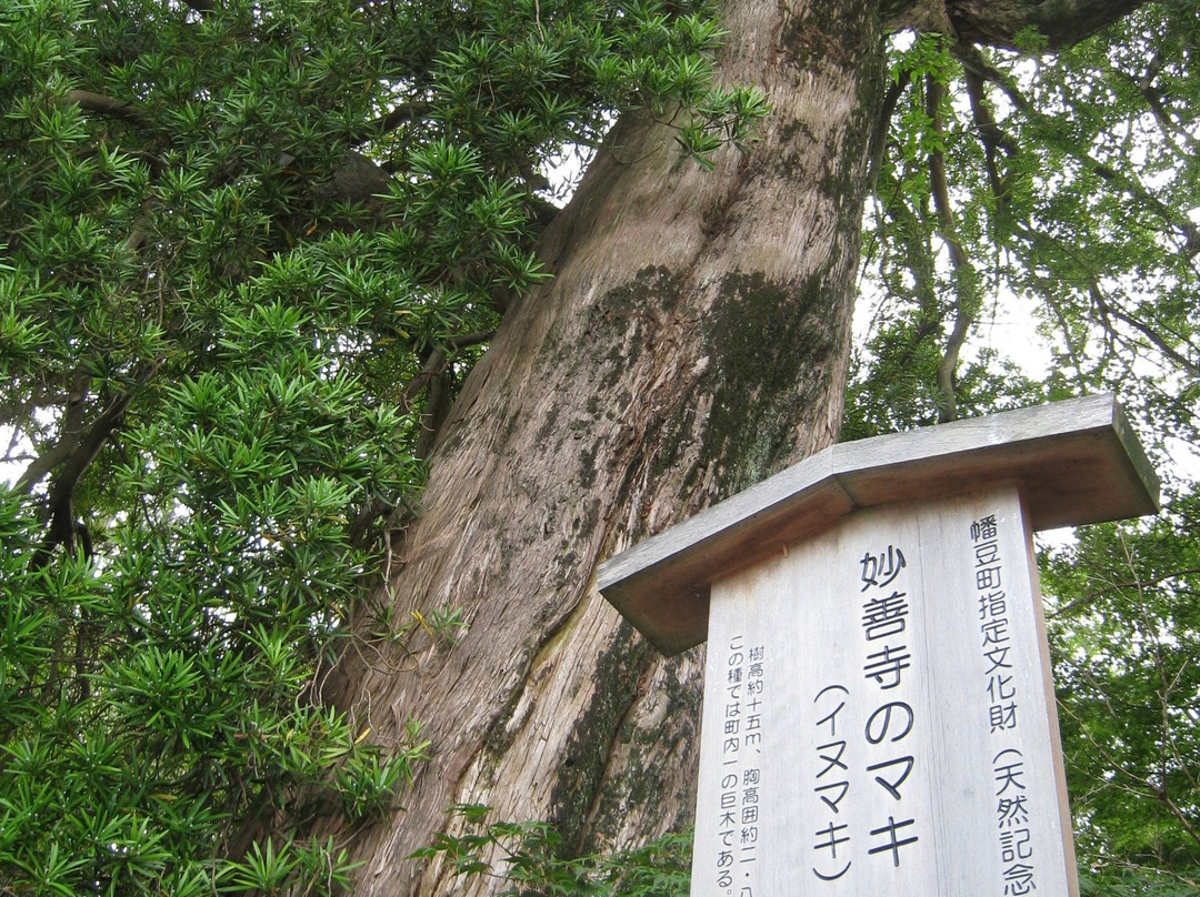 Hazu Kannon Kabocyadera Temple Myozenji Temple-西尾市必去景点