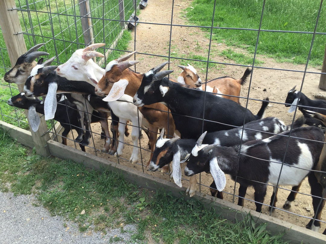 Pymatuning Deer Park景点图片