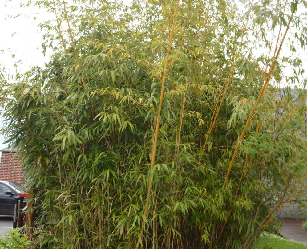 Jardin Japonais景点图片