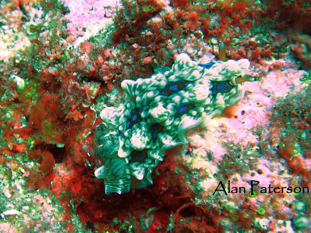 Oceanblue Adventures-Tutukaka必去景点