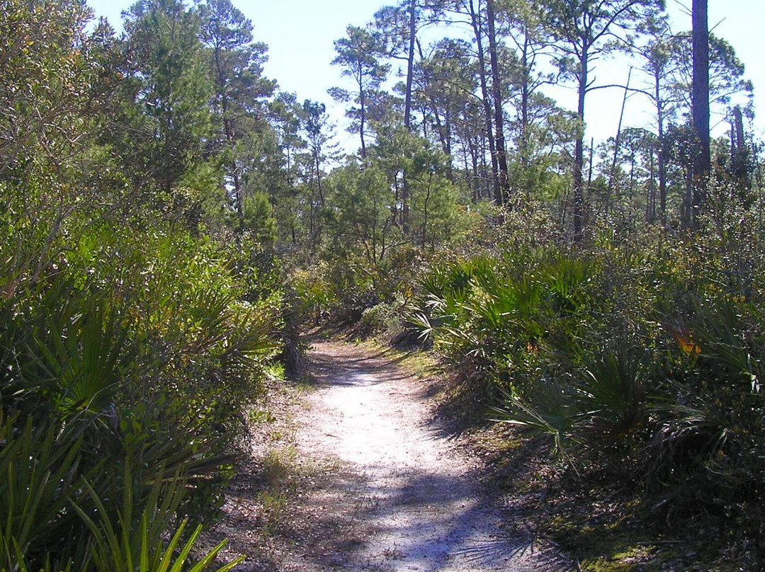 Tate's Hell State Forest景点图片