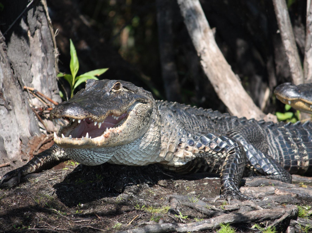Bull Gator Adventures景点图片