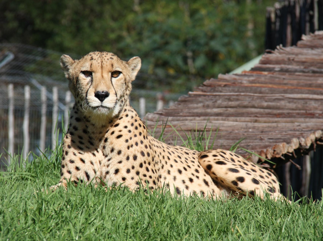 Charlo's Tours and Transfers-开普敦中心区必去景点