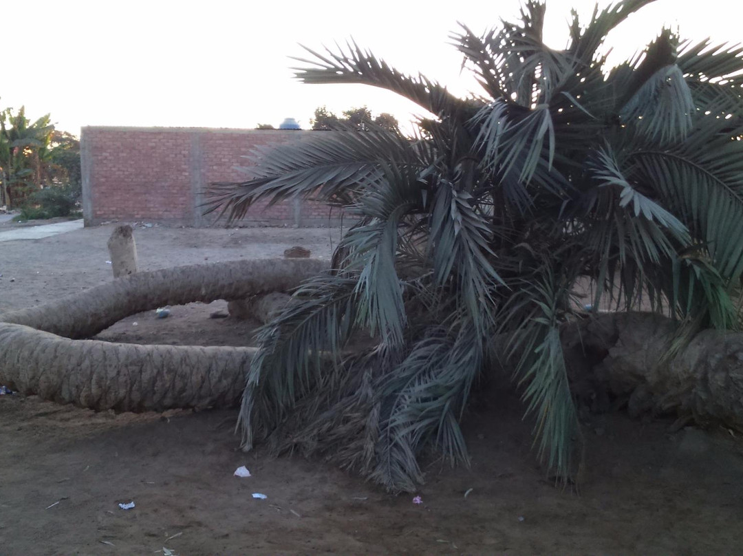 Palmera de Siete Cabezas-伊卡必去景点