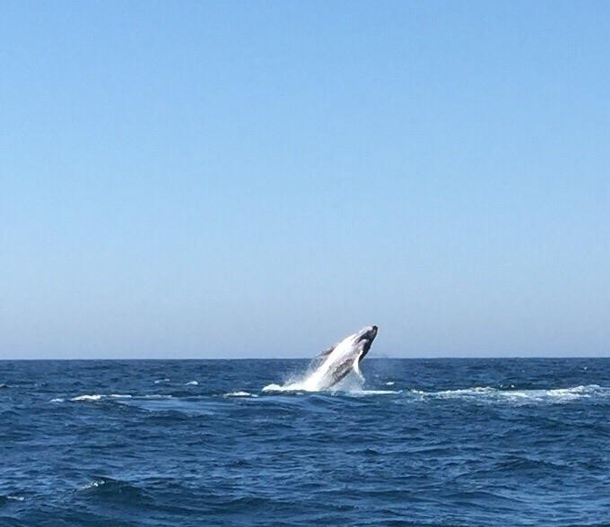 Sydney Whale Watching景点图片