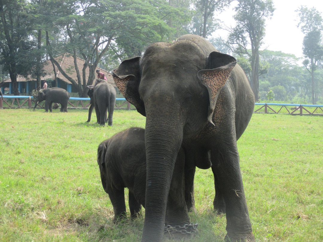 Dubare Elephant Camp景点图片