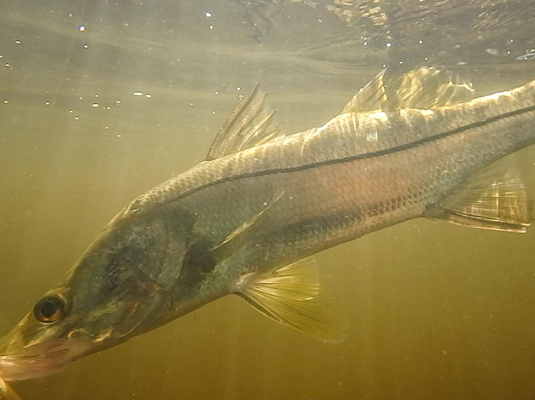 Phlats - Light Tackle Inshore Fishing-North Palm Beach必去景点