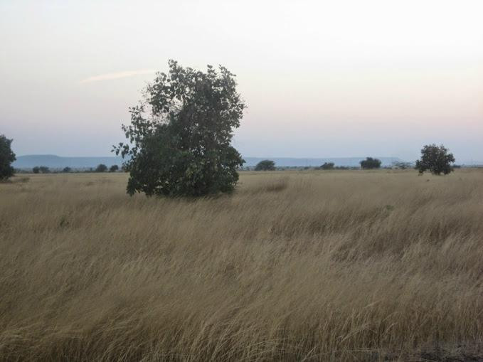 Rollapadu Wildlife Sanctuary-Kurnool必去景点