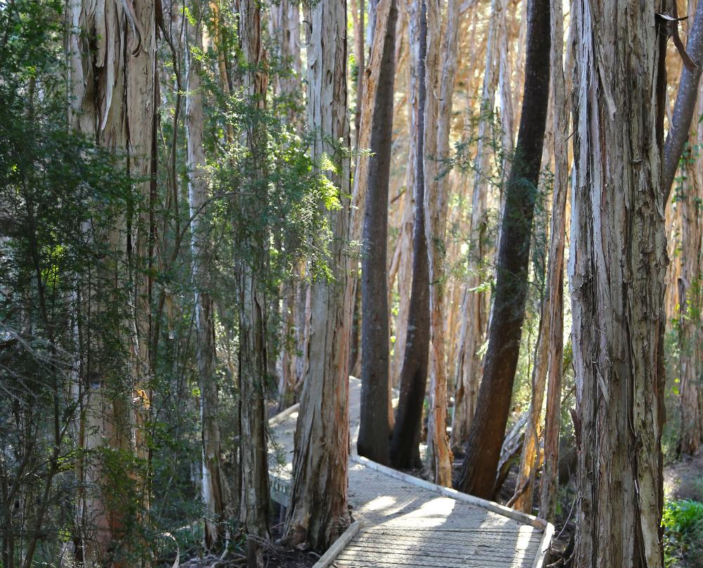 Bell's Parade-Latrobe必去景点