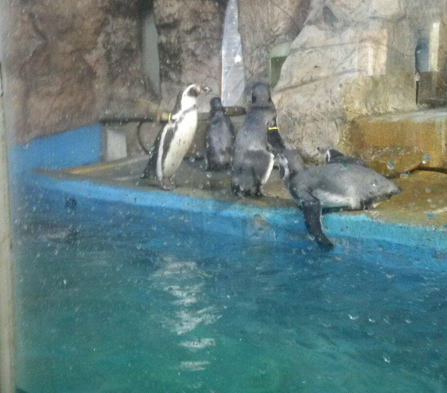 Aquarium & Sea Zoo-索契必去景点