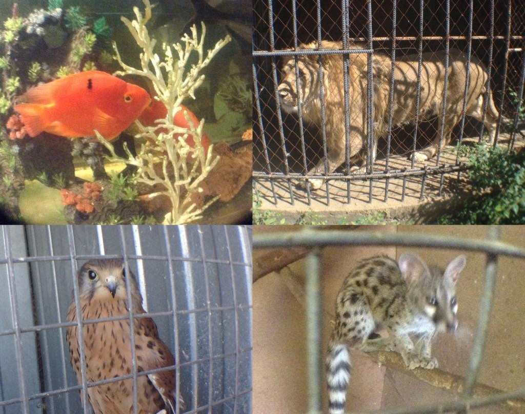 Zoo Aquaterrarium-Slavgorod必去景点