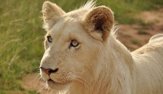 Lion Walk Safari-Brits必去景点