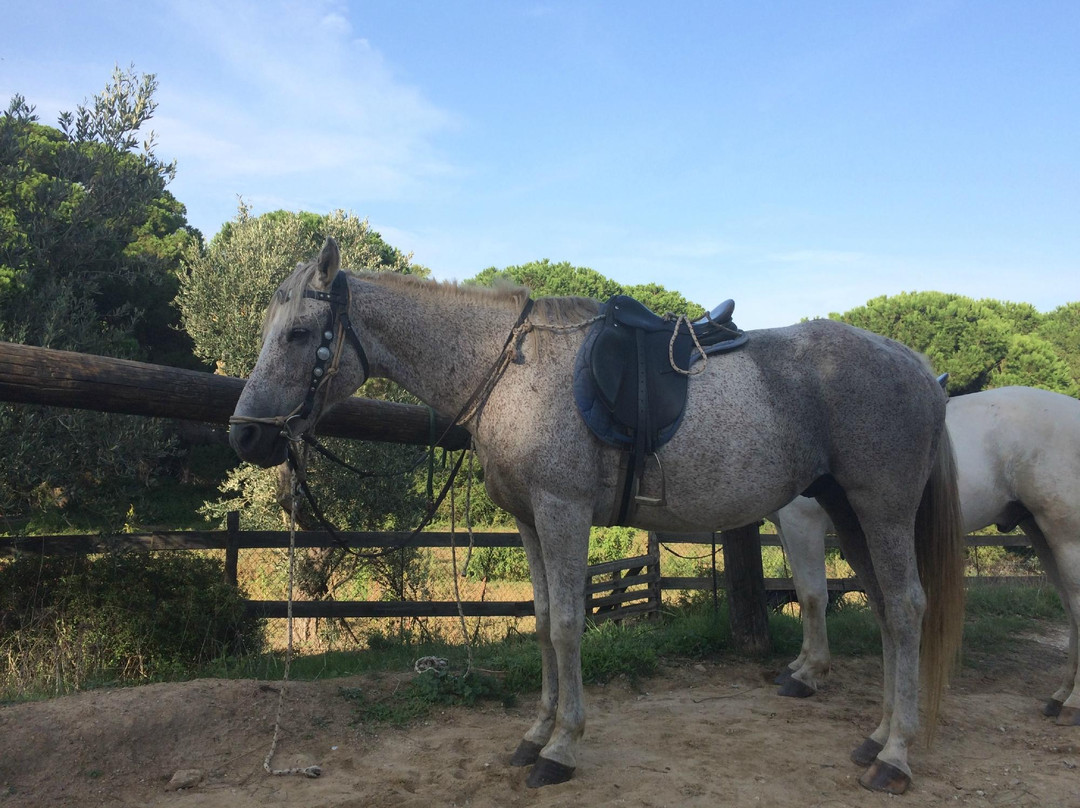 Skiathos Riding Centre-斯亚索斯必去景点