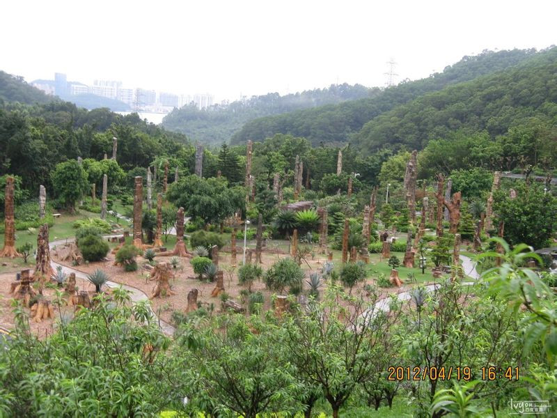 仙湖化石森林-深圳市必去景点