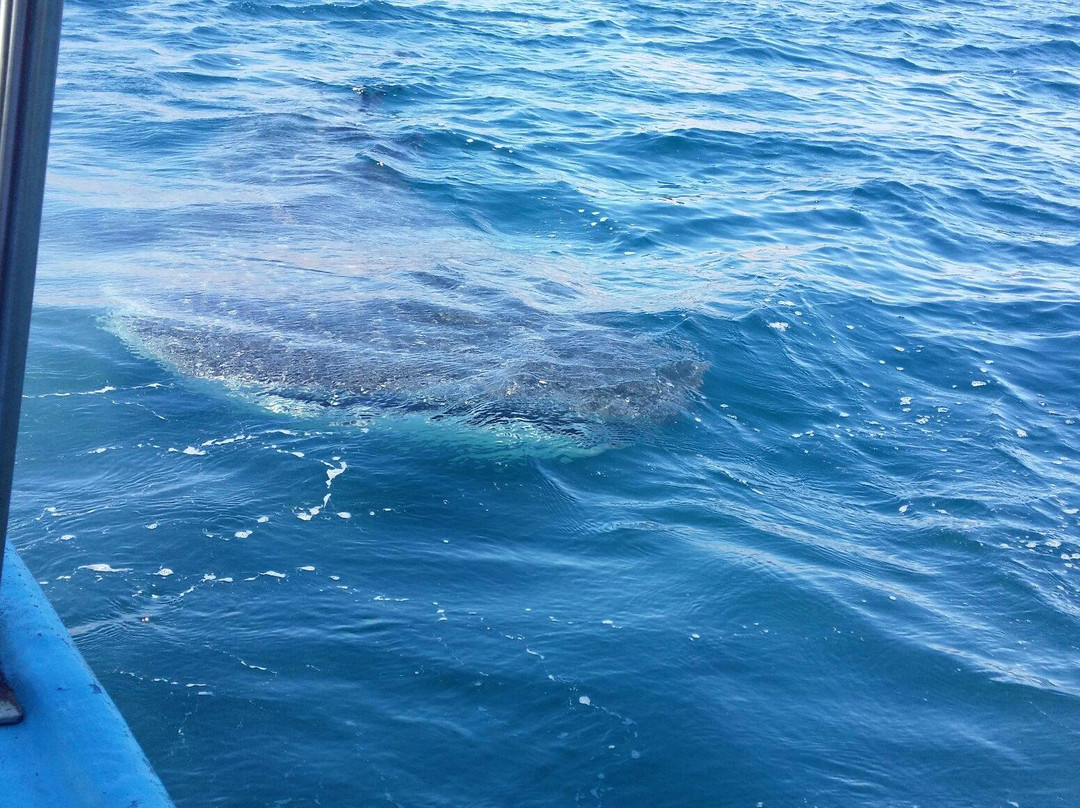 Ricardo's Diving Tours景点图片