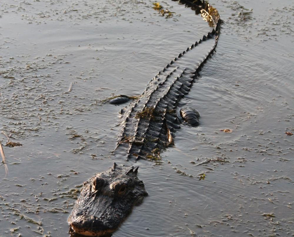 WildNative Tours-Spanish Fort必去景点