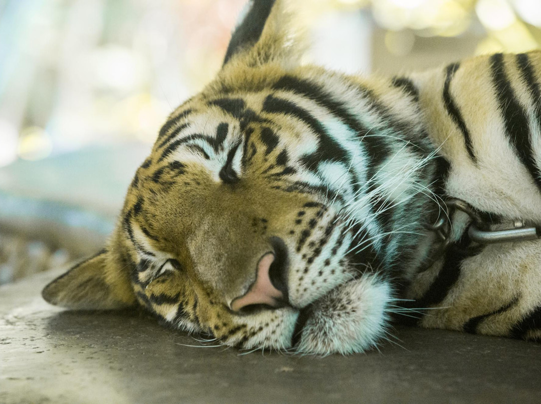 普吉岛动物园-普吉岛必去景点