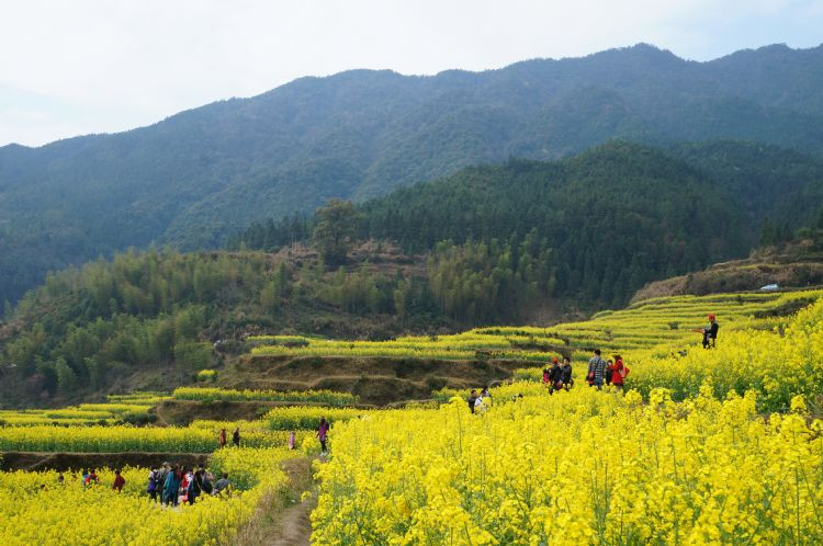 江岭梯田风光-婺源县必去景点