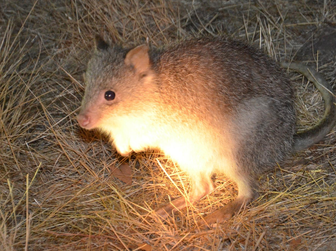 Mount Rothwell Conservation and Research Centre-Little River必去景点
