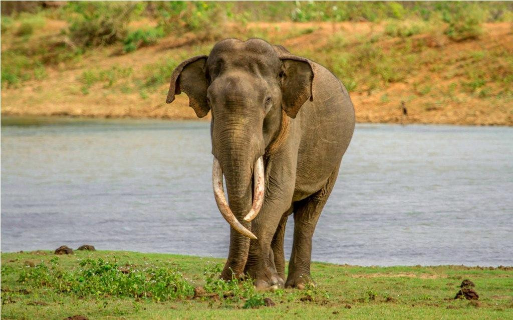 Yala Tusker Safari Tours-蒂瑟默哈拉默必去景点
