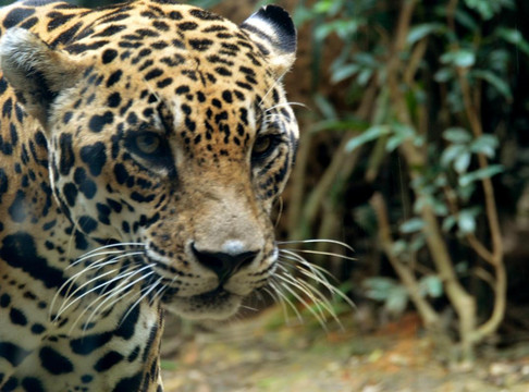 河川生态园-新加坡必去景点