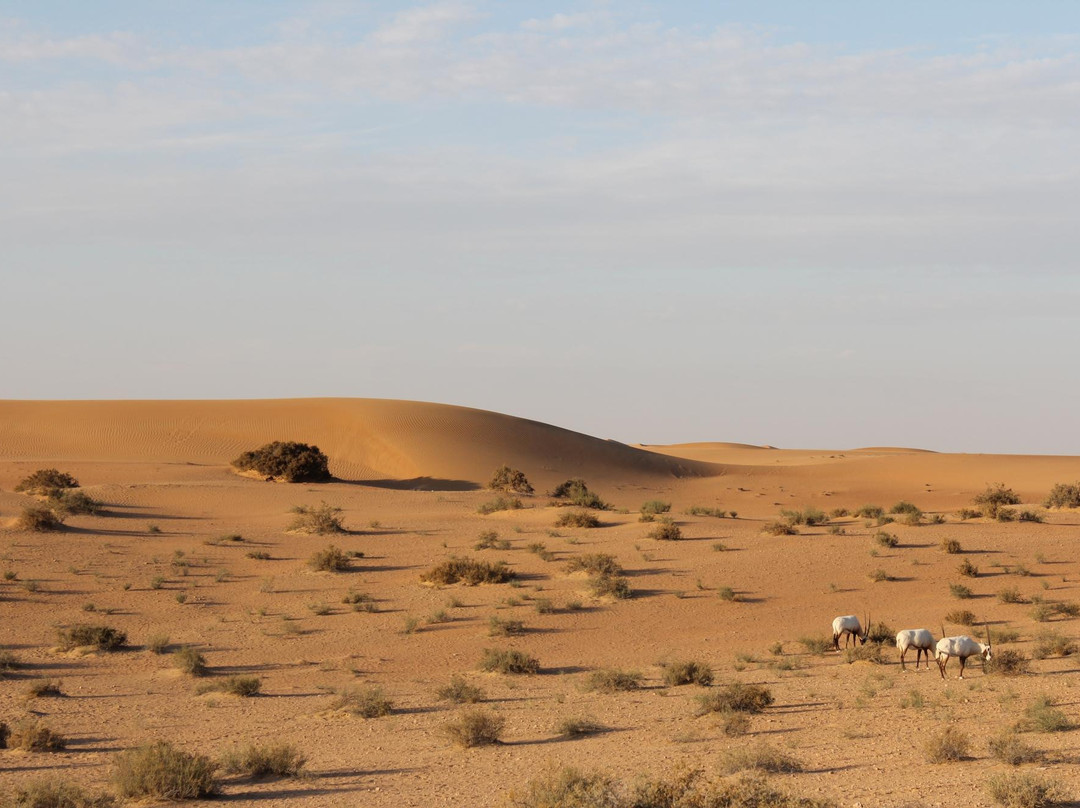 白金奢华探索之旅-迪拜必去景点