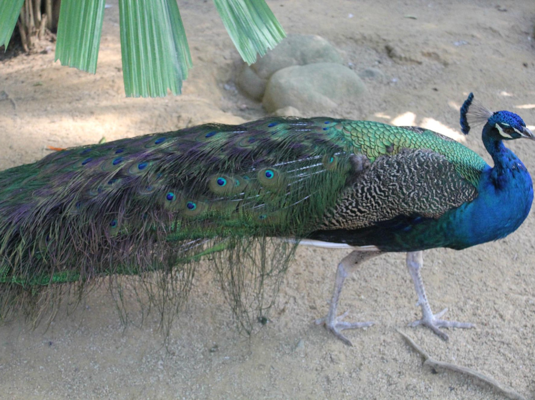 兰卡威野生动物园-兰卡威必去景点