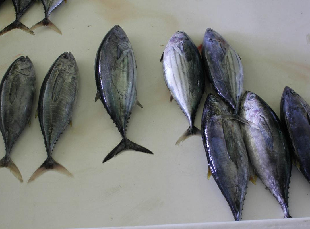 雄鱼市场-马累必去景点