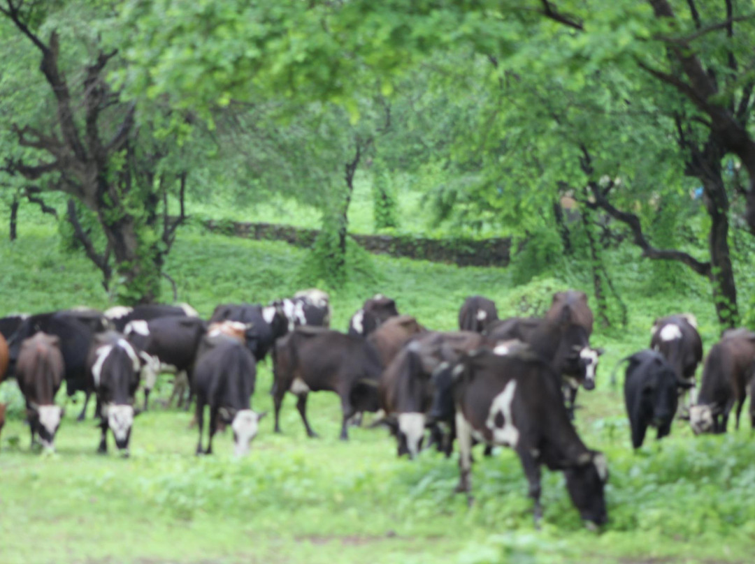 Best Shore Trips Salalah-塞拉莱必去景点