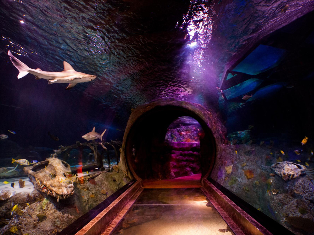 SEA LIFE Grapevine-葡萄藤必去景点