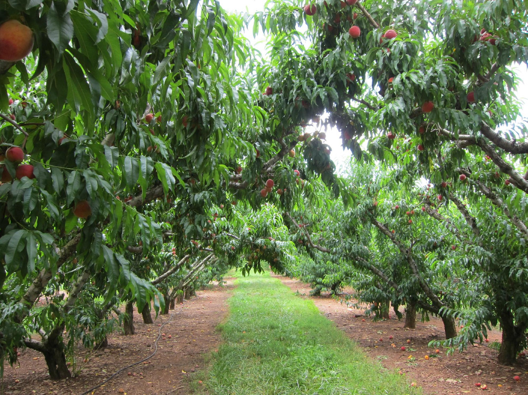 Chiles Peach Orchard-Crozet必去景点