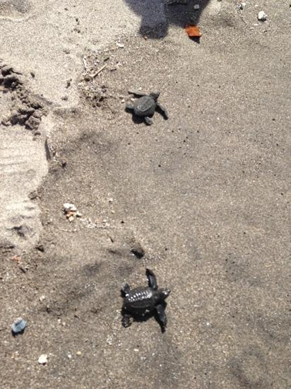 Pawikan Conservation Center-莫龙必去景点