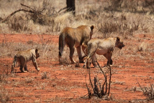 Safari Kenya Con Samuel-瓦塔木必去景点