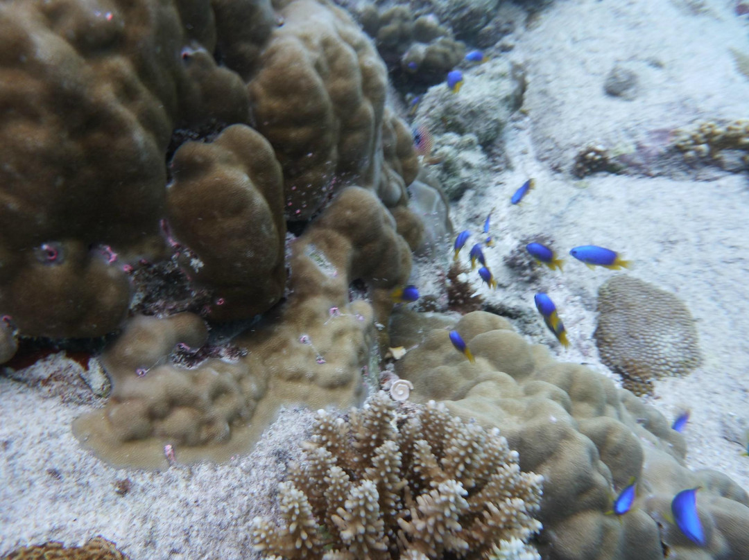 Trek Divers Seychelles景点图片