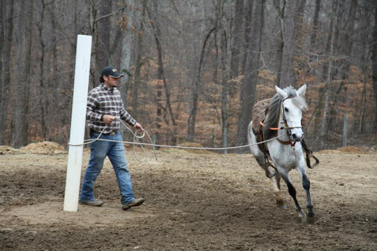 Hacienda la Pecosa: Paso Fino Show Horses-Bethlehem必去景点