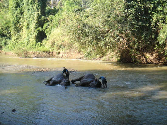 The Elephant Training Center Chiang Dao景点图片