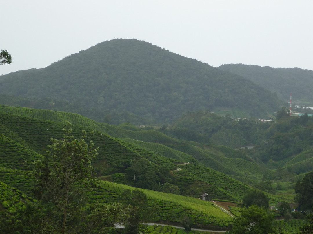 Boh's Tea Centre-金马仑高原必去景点