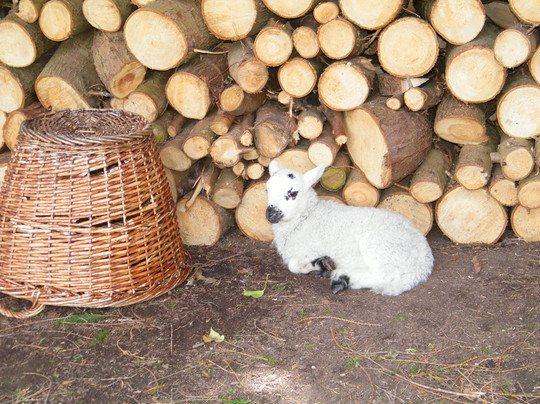 Southern Sun B and B主图