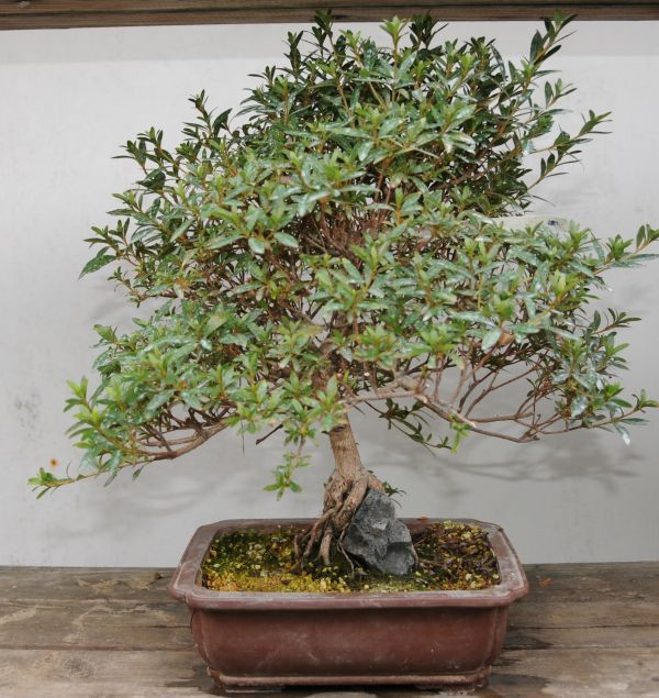 Japanese Bonsai Garden (Japanischer Bonsaigarten)-Ferch必去景点