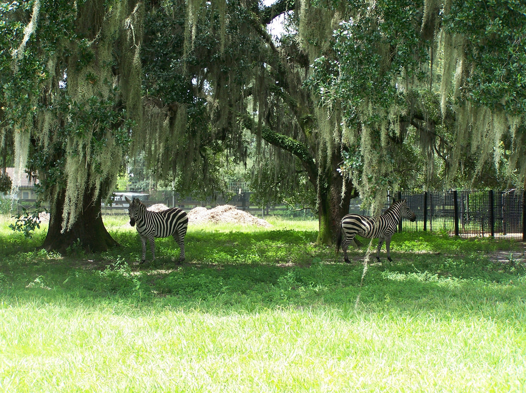 Giraffe Ranch-Dade City必去景点