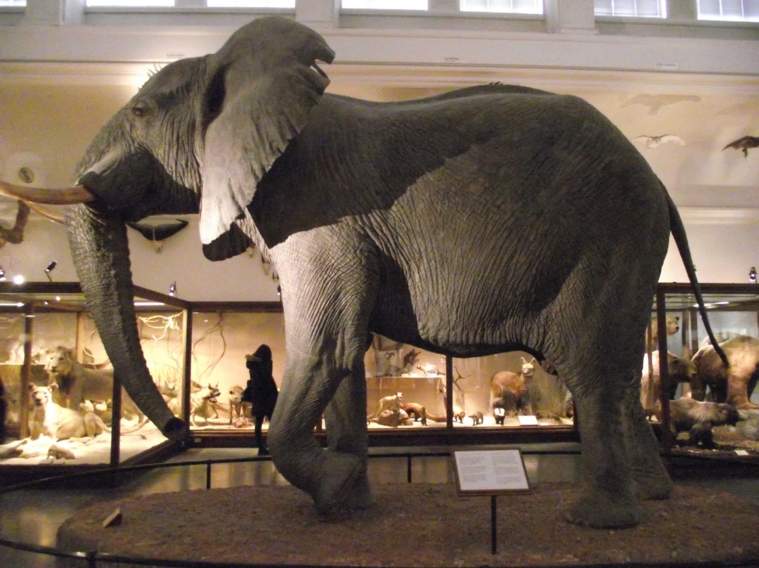 The Natural History Museum-哥德堡必去景点