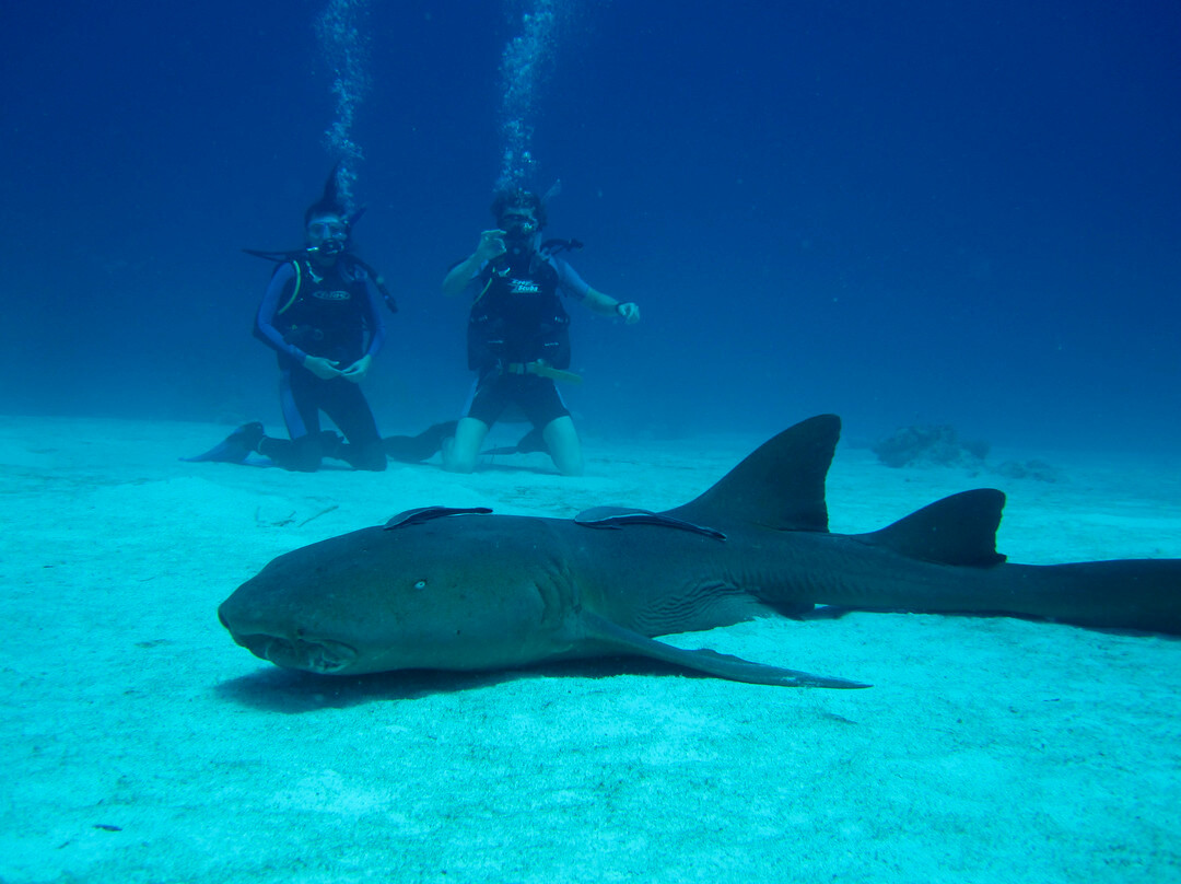 Flamingo Divers-普罗维登西亚莱斯必去景点