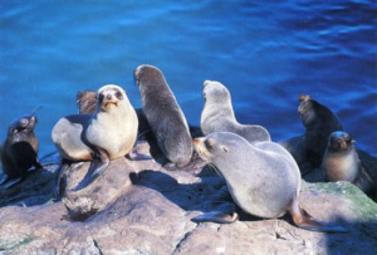 Akaroa Seal Colony Safari景点图片