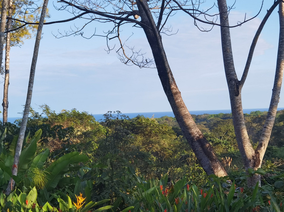 Jungle Lodge At Wild Sun Rescue Center主图