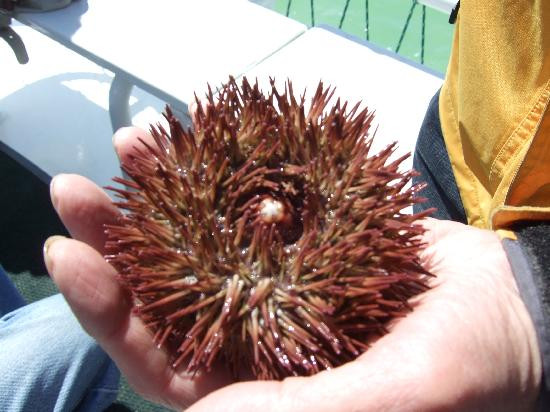 Sun Line Cruises-塔彭斯普林斯必去景点