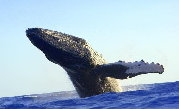 Hawai'i Ocean Rafting-拉海纳必去景点