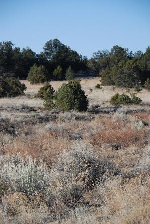 Wild Spirit Wolf Sanctuary-Ramah必去景点