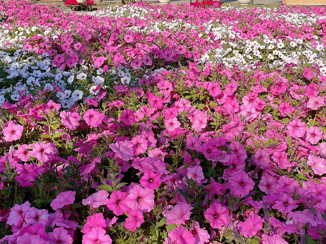 Ashikaga Flower Park景点图片
