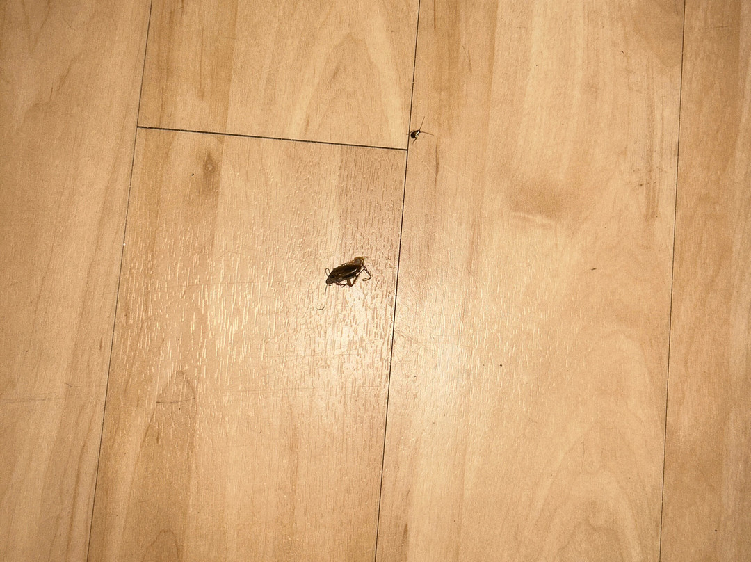 Red Roof Inn & Suites Pensacola East - Milton主图