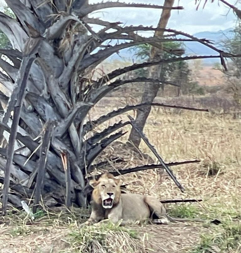 Zan Eagles Tours & Safaris